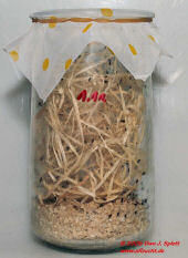 Drosophila_1L-Weckglas_Holzwolle_Th Drosophila_1L-Weckglas_Holzwolle_Th