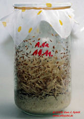 Drosophila_hydei_111_1911_Th Drosophila_hydei_111_1911_Th
