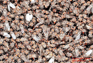 Willis_Drosophila_Makro_300 Willis_Drosophila_Makro_300
