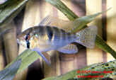 Papiliochromis_Ramizezi_Th